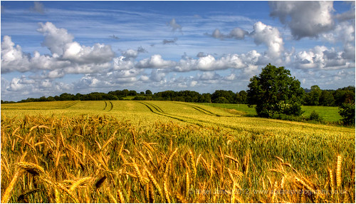 summer golden solitude farming relaxing harvest peaceful dreams fields awe idyllic