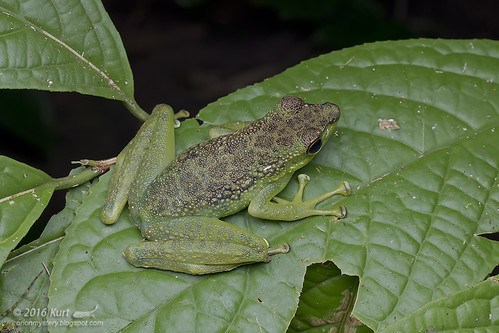 Staurois guttatus_MG_0267 copy