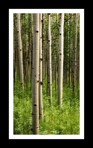 trees beautiful landscape interesting colorado fineart peaceful bark birch aspen majestic tranquil exciting aspengrove scerene tylerporter