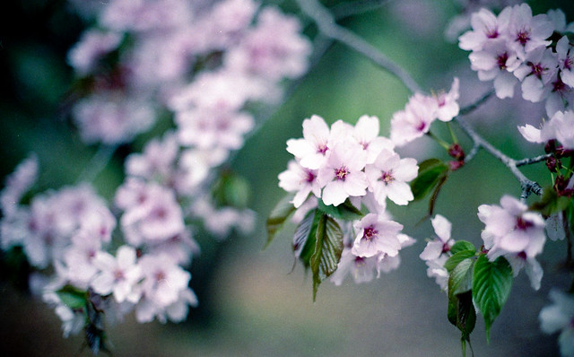 Spring memories : sakura