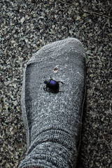 The Lesson of the Hissing Purple Beetle