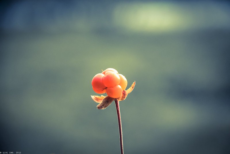 Lonely cloudberry