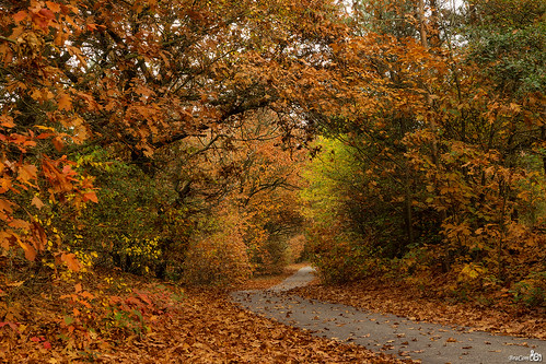 road autumn brown holland automne canon leaf path branches herbst herfst pad nederland thenetherlands blad autunno weg bruin gelderland kootwijk canonef24105mmf4lisusm bracom canoneos5dmkiii