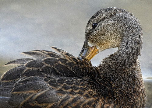 canada bird duck winnipeg preening manitoba grooming mallard norma waterfowl soe norm potofgold “nikonflickraward” nikond7000