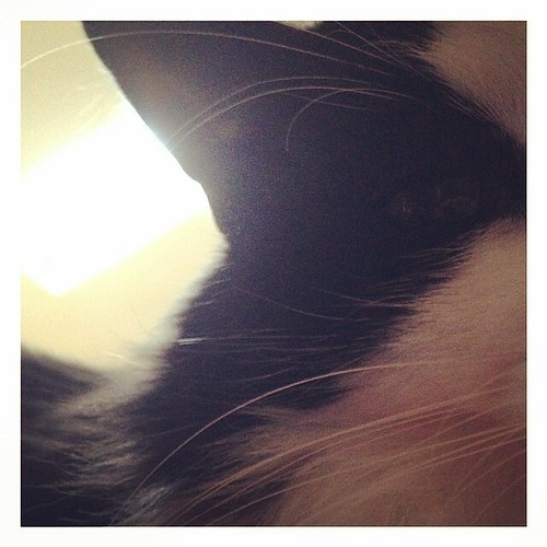 #fmsphotoaday March 22 - Morning. Now get up and get me some breakfast. #catsofinstagram