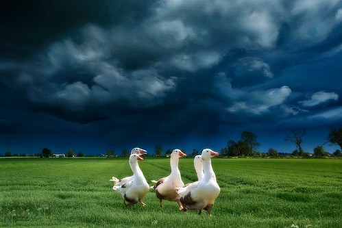 geese field sky stormysky hdr turbulentweather clouds canonef24mmf14liiusm langtoft lincolnshire uk