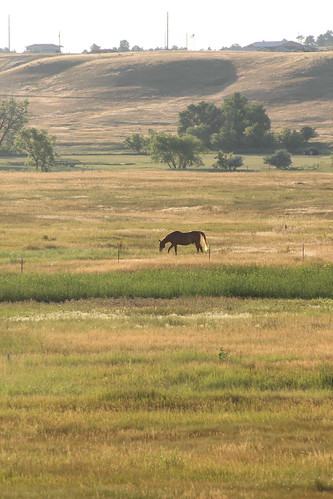 southdakota bellefourche wildlife animals horse landscape nature