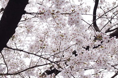 2012 上野桜まつり