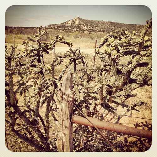 cactus west landscape texas desert arid llano estacado