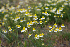Anthemis cotula, Family Asteraceae