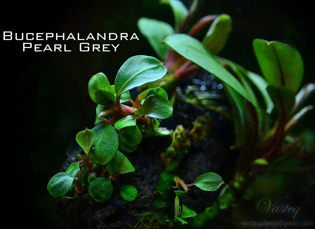 Bucephalandra Plants: Bucephalandra sp. Pearl Grey