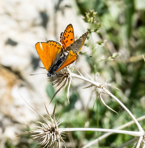 flora europe armenia butterflymoth