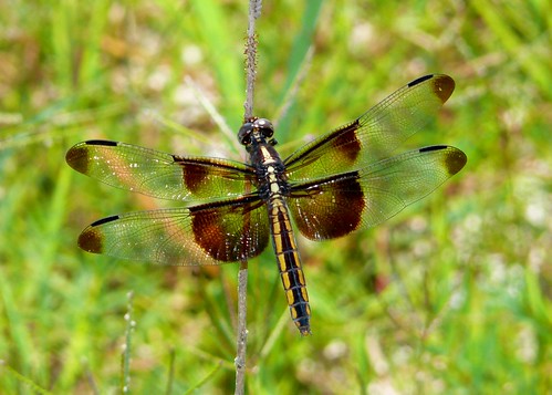 insect texas dragonfly widowskimmer odonata libellulidae claycounty libellulaluctuosa