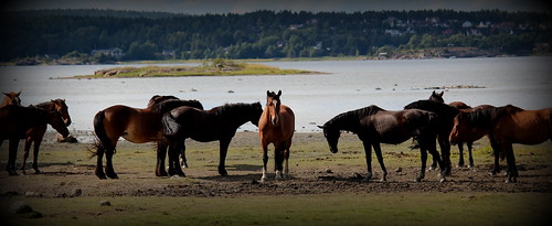The horses in Oven #summer #norway #friends @heidenstrom by @heidenstrom