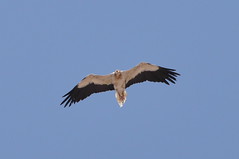 Dubai 2012 – Egyptian Vulture