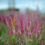 Foto: Muhlenbergia capillaris 'Pink Muhly Grass'