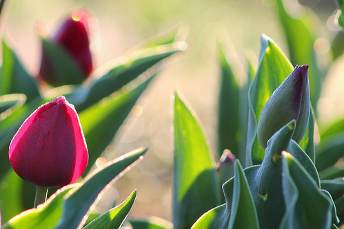 lake sunrise spring tulips kansas topeka shawnee