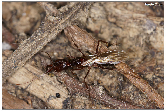 高山鋸針蟻 Odontomachus monticola Emery, 1892