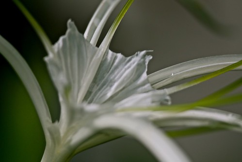 white plant flower detail macro green canon garden thailand eos tripod spiderlily 500d chonburi hymenocallis 300f4l canoncloseuplens500d ef300mm ef300mmf4lisusm eos5d3 ef300f4l nongprue rogerml eos5dmkiii