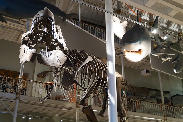 Tyrannosaurus and Shark in National Museum