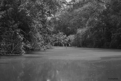 blackandwhite bw rural landscape alabama southern bayou swamp spanishmoss wetland mobiletensawdelta trex7000