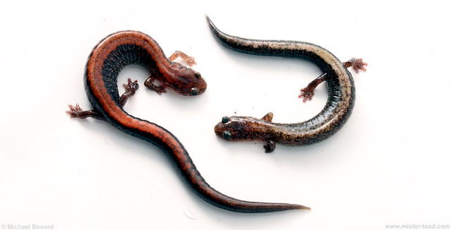 Funky & Normal Color Redback Salamanders