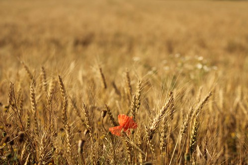 field warm feld sunny crop poppy sonnig 2012 mohnblume getreide 366 project366 175366 ourdailychallenge 3662012 20120623