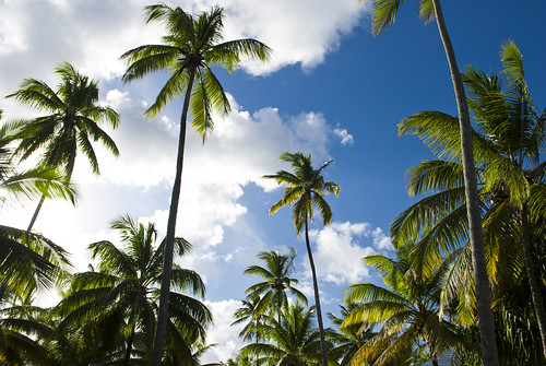 beach dominicanrepublic palmtrees tropical carribbean marekmichalek