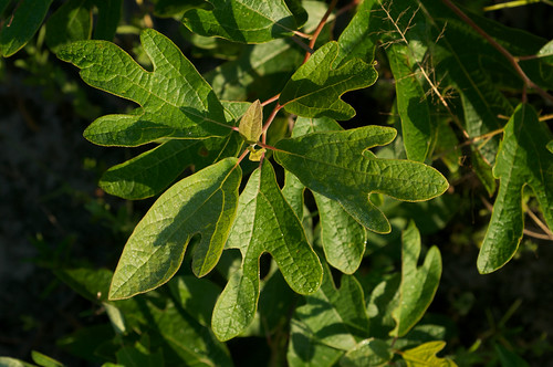 tree seedling sassafras lobed sassafrasalbidum lauraceae