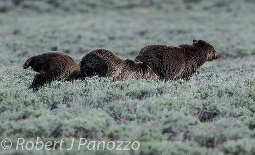 bear cub yellowstonenationalpark yellowstone grizzly grizz grizzlybear amazingwildlifephotography ynetbf