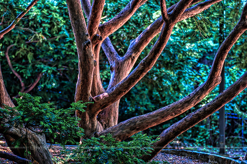 summer tree philadelphia zoo nikon fourthofjuly hdr 2012 philadelphiazoo d90