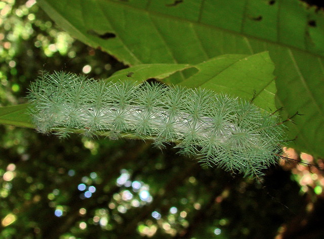 giant silkworm moth caterpillar (Lonomia sp?)--3rd of 3 ph 