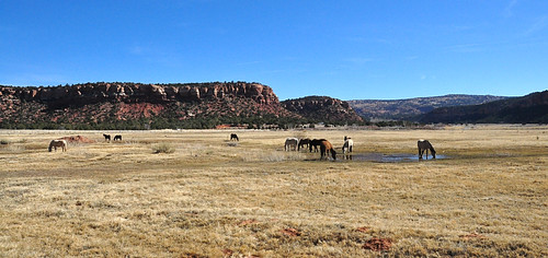 arizona horses landscape nikond90 sanddunesroad arizonasr237 nikkor18to200mmvrlens
