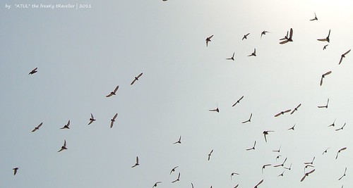 sky sun birds flying pigeons sony noon animalplanet freeflying
