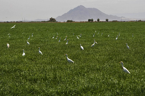 hay agriculture egrets elcentro desertsouthwest imperialcounty mtsignal bermudastraw