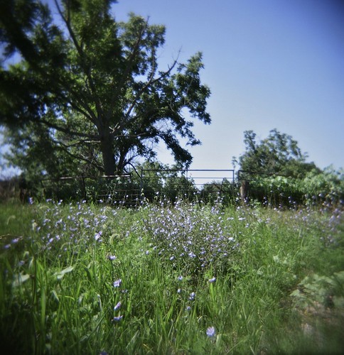 blue trees summer 120 film st analog fence mediumformat square landscape purple ditch toycamera lavender august plastic wildflowers roadside holga120cfn 2011 130th southwestiowa colornegativefilm fujipro160ns roadtrip2011 taylorcountyiowa countyhighwayj20 bushvilleiowa