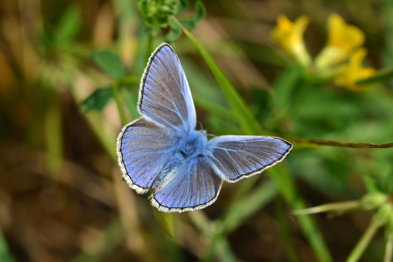 Голубянки чудесной shijimiaeoides divina