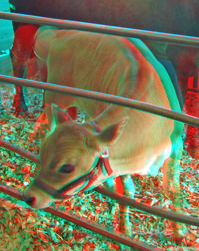 county stereoscopic stereophoto 3d cattle plymouth fair anaglyph iowa stereo countyfair redcyan 3dimages 3dphoto 3dphotos 3dpictures stereopicture plymouthcountyfair