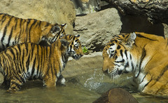 Tiger cubs and mom