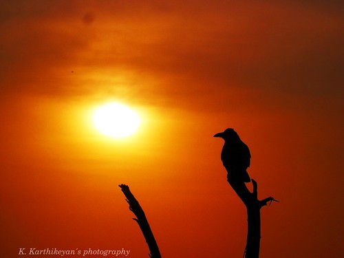 sunset orange crow kearala chearibeach