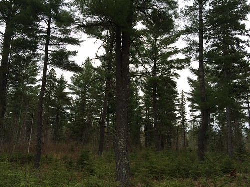 minnesota forestry stlouiscounty silviculture jimkelley shelterwood mndnr silvlib