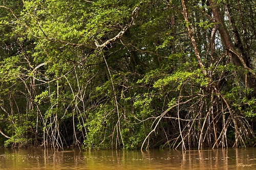 costarica roots mangrove swamp backwater mangroveroots