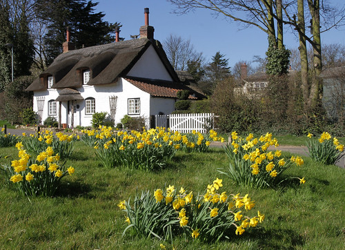 uk flowers england landscape spring cottage villages lincolnshire daffodils appleby thatched