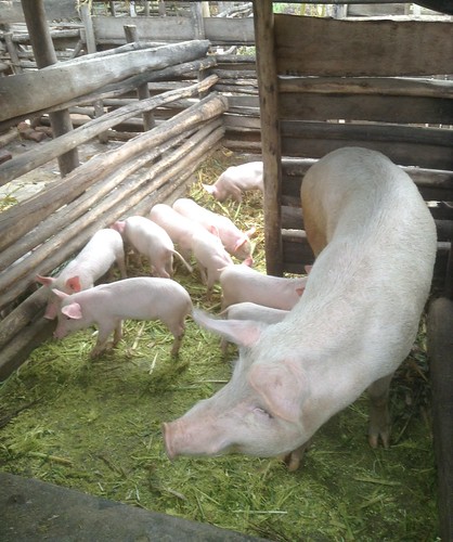 Cross breed sow and piglets on a farm in Masaka district, Uganda