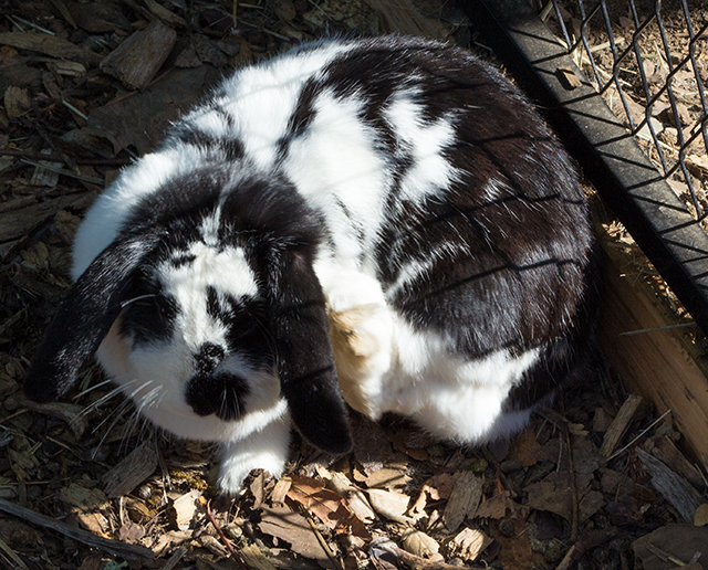chubby black-and-white rabbit #bunny #rabbit