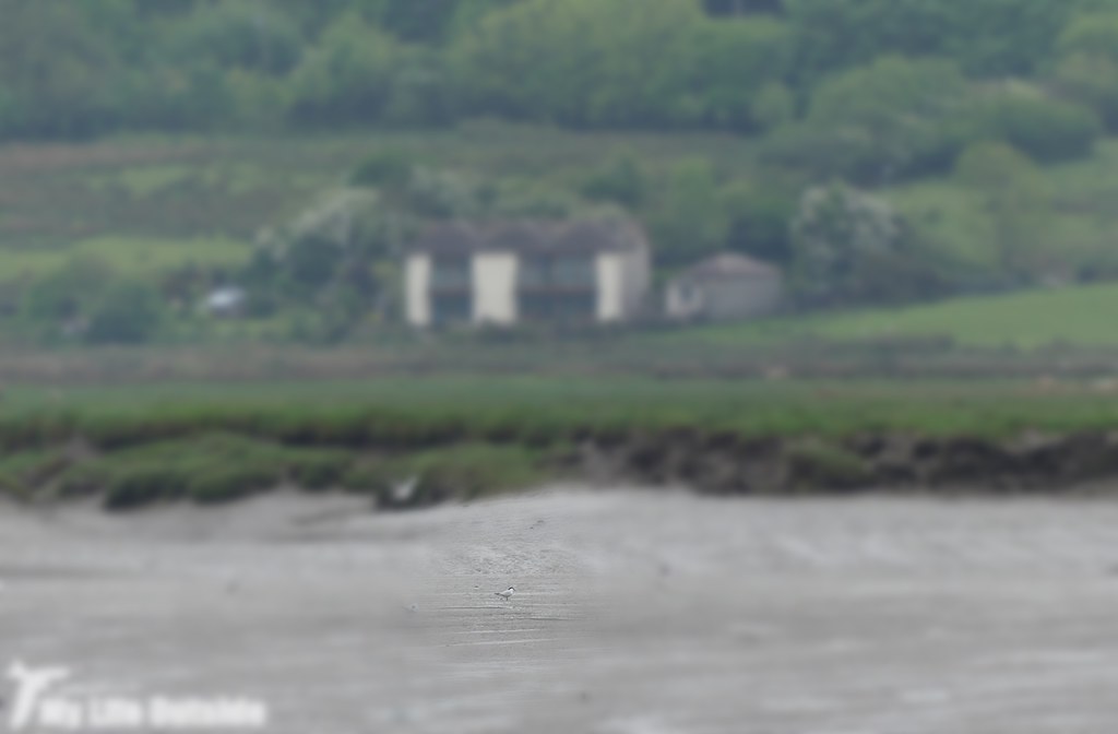 P1010450 - Gull-billed Tern, Loughor