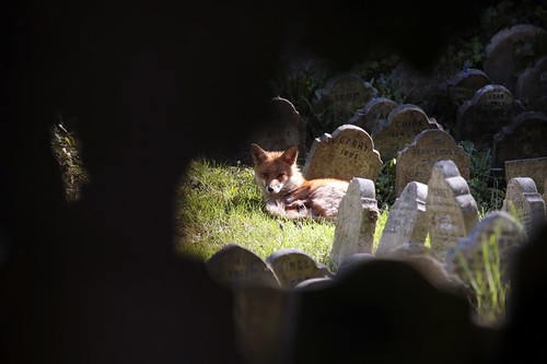 Cimitero degli animali: volpe