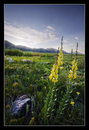 flowers wild foothills landscape interesting open wideangle bluesky boulder glowing rockymountains majestic poisonivy exciting arvada lastlight jeffco a55 highway93 sigma1020 sonyalpha jeffersoncountyopenspace tylerporter