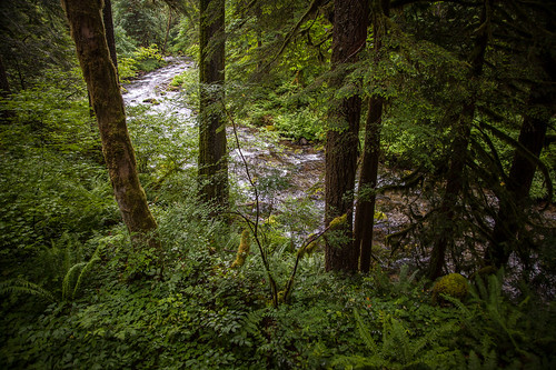 trees creek forest river stream ferns