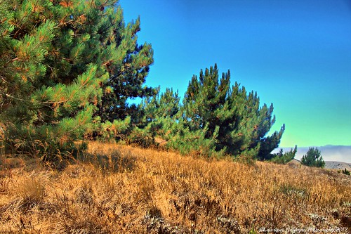 california trees nature flora torreypines vegetation conifers channelislandsnationalpark usnationalparks santarosaisland